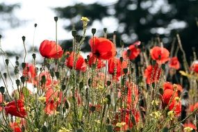 summer field full of poppies