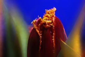 bordeaux tulip