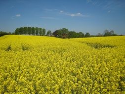 yellow rapeseed field in Mecklenburg