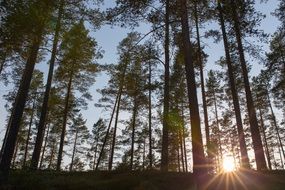 deciduous forest in the sunlight
