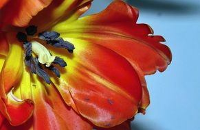 open red tulip bud