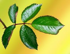 green rose leaves on yellow background