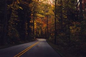 landscape of Country Road in a forest