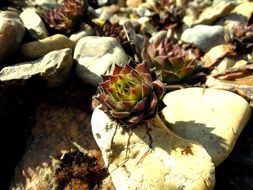 succulent plants on white stones