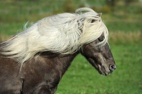 Portrait of Iceland horse