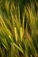 green barley closeup