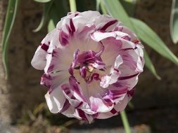 White and purple tulip flower blossoms