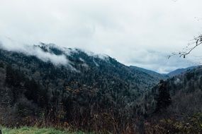 fog over green mountain forest