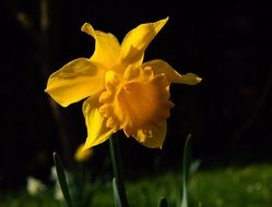 yellow narcissus blossom