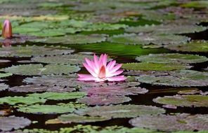 single lily on the pond