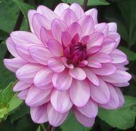 lush pink dahlia flower