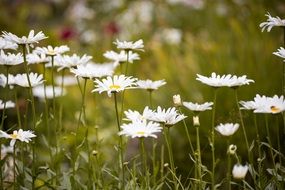 white daisies on a green field in summer