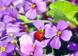 ladybug on a lilac flower