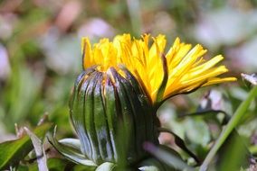 yellow dandelion with a bud close-up