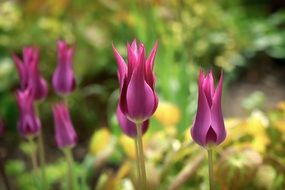 unusual pink tulips in Berlin