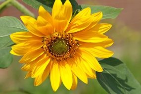 small sunflower on the stem close-up on blurred background