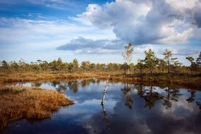pond with yellow grass on the shore
