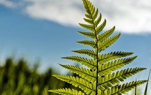 Macro photo of natural green leaf