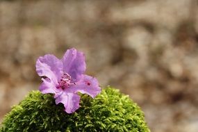 pink flower on a green plant