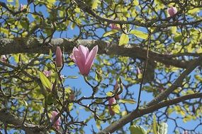 Pink magnolia flowers near the tree