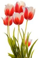 bouquet of red-white tulips on a white background
