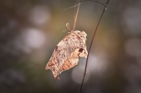 dry autumn leaf on a plant