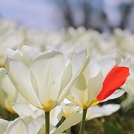 white yulips with a red petal