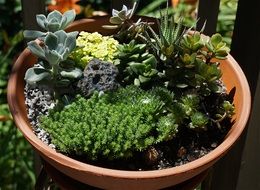 Succulent Garden