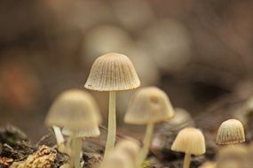 mushrooms in the forest macro
