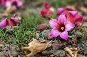 pink flowers and dry leaves