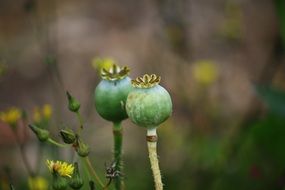 two green Poppies Seed heads close-up on blurred background