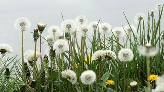 A lot of white dandelions in a garden