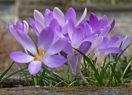 purple spring crocus flowers