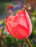 red tulip on a stalk on a blurry background