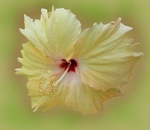 pale yellow hibiscus flower