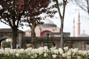 White Spring Tulips