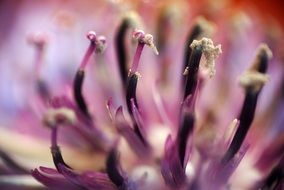 purple flowering stems macro