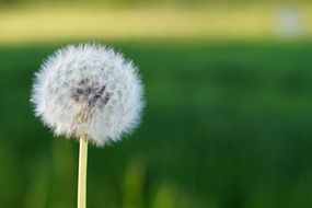 macro photo of lush dandelion on a flat stalk