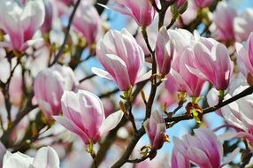 two-colored magnolia