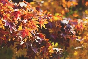 A lot of the beautiful foliage in autumn