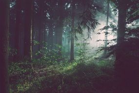 magical Fog Forest Trees