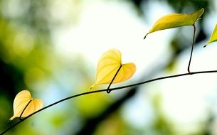 filigree yellow leaves