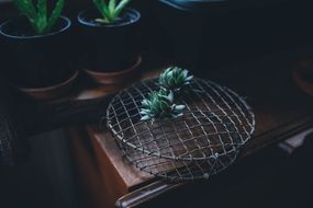 botanical Succulent Plant