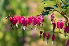 Watery Heart in the garden