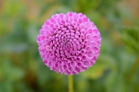 lilac dahlia close up