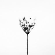 graphic image of a minimalistic plant