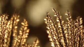 yellow leaves of grass