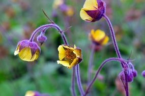 yellow flowers on a purple stem in a meadow close-up on blurred background