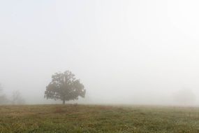 tree on a green field in the fog