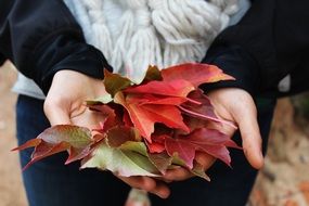 autumn leaves in hands